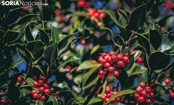 Un puente mágico en la capital y provincia de Soria: De los encendidos de la Navidad al belén viviente y la feria del acebo