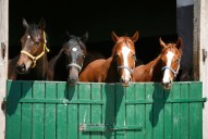 Proposed Equine Protection Act aims to close 'major gaps' in Ohio horse