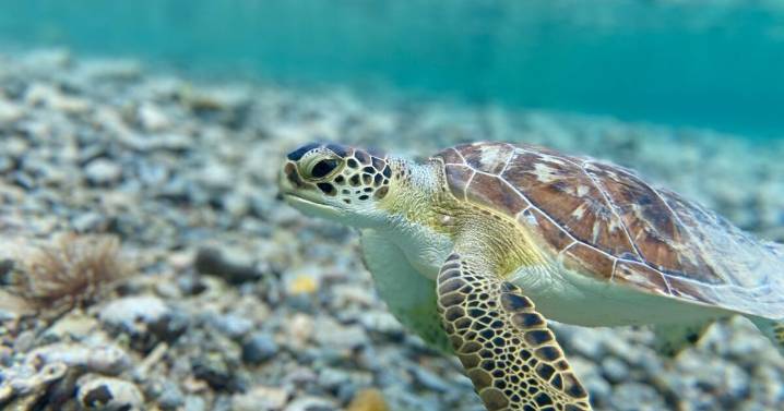 ¿Cómo migran las tortugas marinas? Nuevo estudio confirma su “mapa magnético” desde el nacimiento para recorrer miles de kilómetros