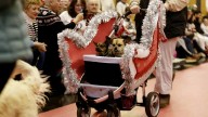 Premio para la mascota más 'cool' de Zaragoza: fechas y regalos del Fashion Pet Christmas