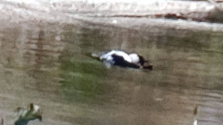 Un brote de gripe aviar acaba con la vida de centenares de cigüeñas en Getafe