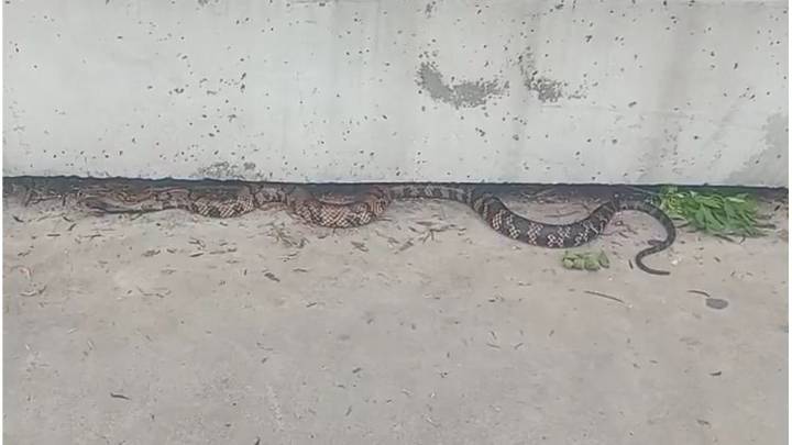 Rescatan una serpiente ñacaniná de dos metros en inmediaciones del Parque Sur