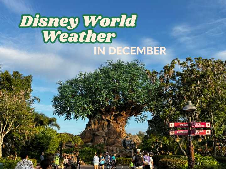 Is it cold in Disney World in December? Guess again! Here's what to know before you go