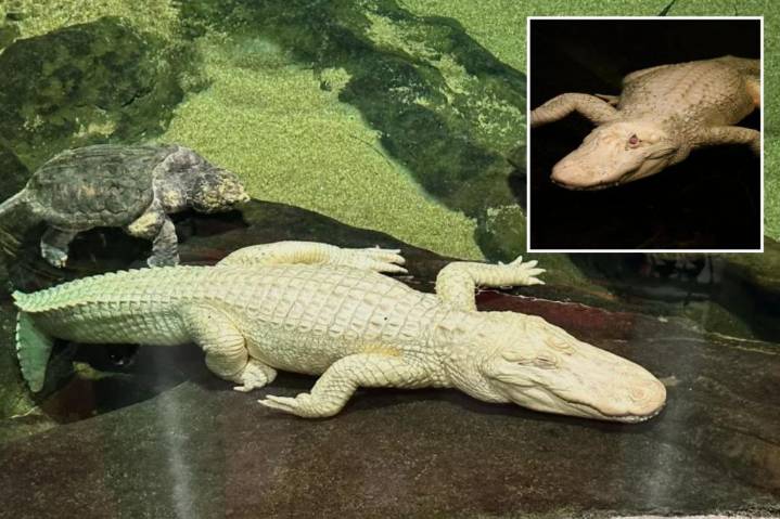 San Francisco albino alligator Claude dead at 30