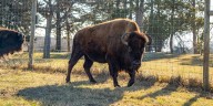 New female bison joins Pioneers Park Nature Center herd