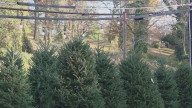 Troop 316 opens Christmas tree lot for annual fundraiser
