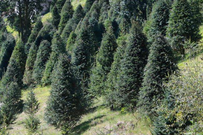 Estado de México ocupa primer lugar a nivel nacional en producción de árboles naturales de Navidad