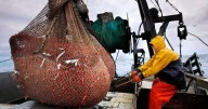 New England's shrimp fishery to shut down for the long haul after years of decline
