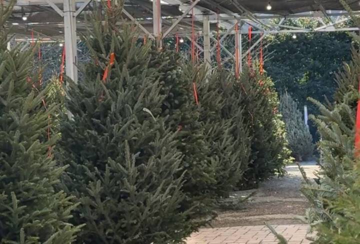 Picking the perfect Christmas tree: Tips from a DC
