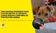 Una Navidad diferente para los peluditos: el Distrito lanza nuevas campañas de protección animal