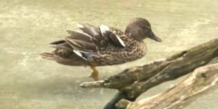 First avian flu case detected on Kauai