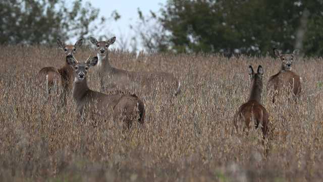 Iowa's latest efforts to slow spread of chronic wasting disease