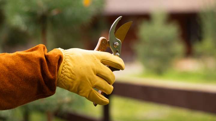Take Cuttings From This Plant In The Winter To Attract More Hummingbirds Next Spring