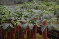 Ohio bans marijuana billboards in a move questioned by Democrats, ad industry