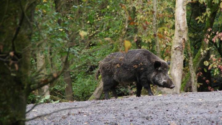 Se elevan a trece los casos positivos de jabalíes con peste porcina africana en Collserola