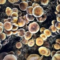 Czechs greenlight magic mushroom use from 2026