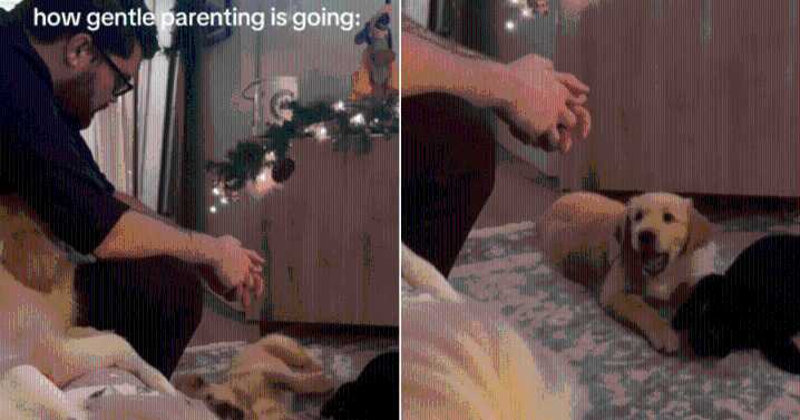 Golden Retriever Puppy Gives Hilarious Response to Couple’s Gentle Parenting Attempt