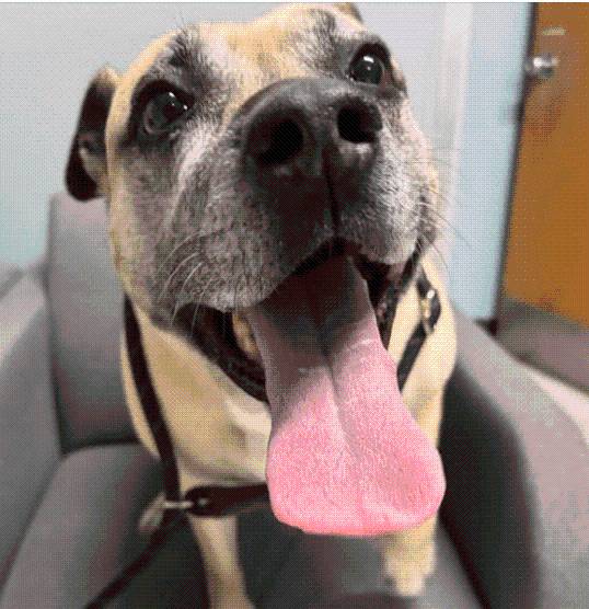 Police looking for person who dumped dog on road in Litchfield