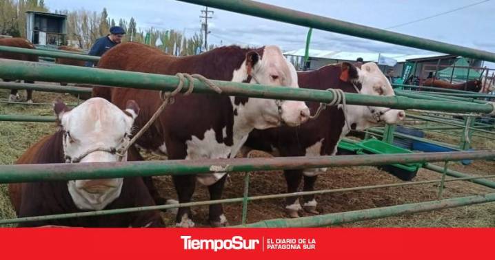 SENASA Verifican sanidad de bovinos que ingresaron a exposiciones en Chubut, Santa Cruz y Tierra del Fuego