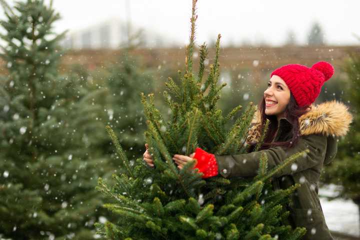 5 Expert Tips for Picking the Best, Freshest Christmas Tree