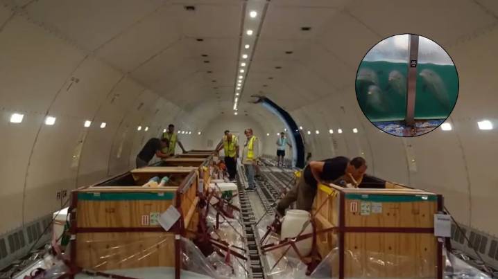 De Mar del Plata a Egipto: diez delfines del ex Aquarium fueron trasladados en un operativo inédito