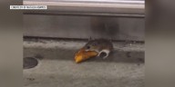 Rodent caught on camera at H-E-B on Valley Mills, pest expert weighs in on rodents during winter months