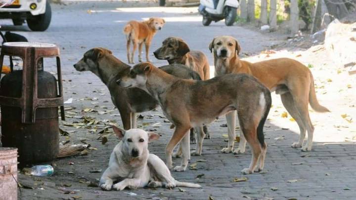 Stray dog attack on child: Human rights panel seeks report from GHMC, Collector