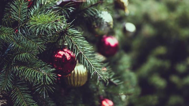 How to Tell if Your Christmas Tree is Illegal