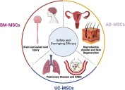 Stem cell therapy helps AMD patients see again: Study