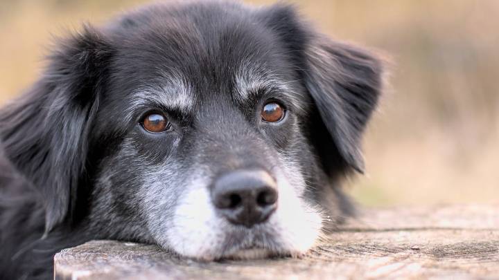 Esta es la edad exacta a la que envejece un perro según su raza y tamaño