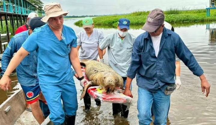 Alarma ambiental tras hallazgo de un manatí antillano muerto