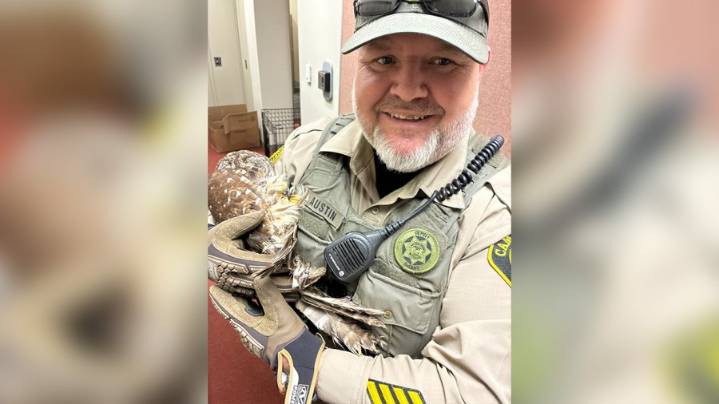 Camden County deputy rescues injured owl from highway