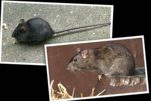 Not just in big cities anymore. Can Idaho avoid a ‘rat apocalypse’?