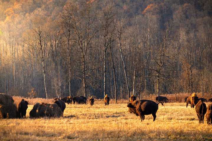 Lehigh Valley Zoo transfers 4 bison to Seneca Nation for conservation efforts