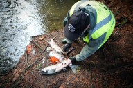 Hundreds of dead salmon still 'chock-full' of eggs found in Abbotsford, B.C., creek