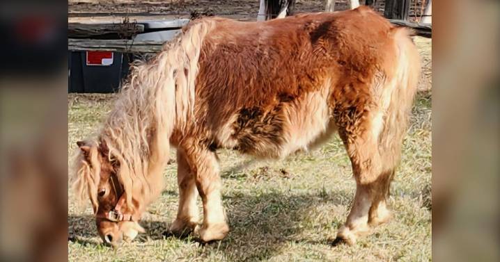 Activists find hundreds of dead animals on northern farm