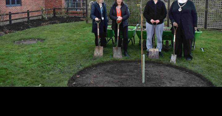 Suffolk New College plants Sycamore Gap sapling in garden