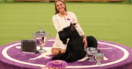 Dog shows: What are the judges actually looking for?