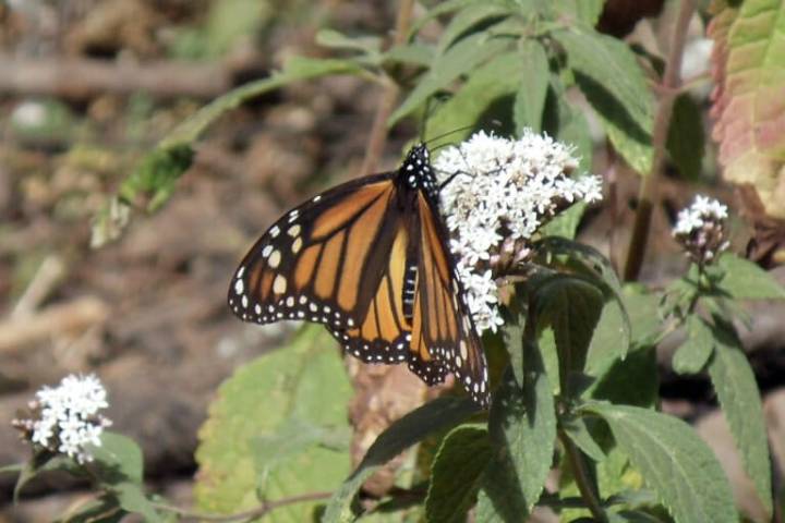 Saving critical winter habitat for monarch butterflies may depend on buy