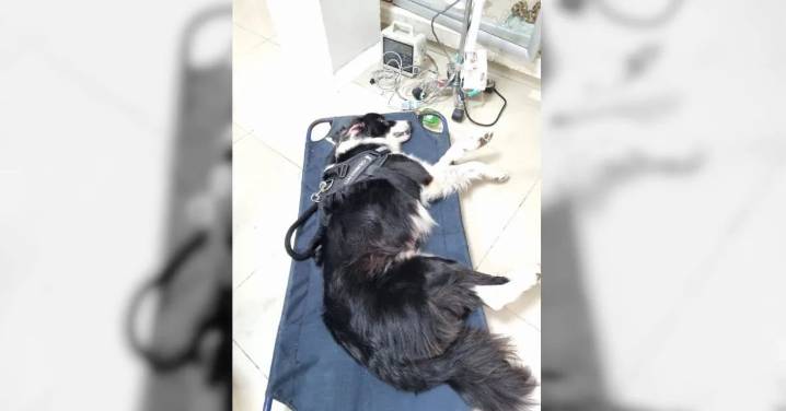 Noche de velitas terminó en tragedia: falleció ‘Horus’ tras el estruendo de la pólvora