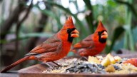 Los cardenales visitarán en masa tu jardín todos los días en diciembre si dejás estos 3 productos a la vista