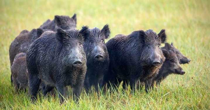 España despliega al ejército para luchar contra el foco de peste porcina africana en Cataluña