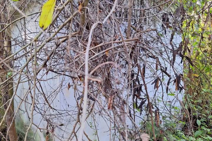 Abandonado y en ruinas: Así se encuentra el único de los cuatro invernaderos en La Presumida