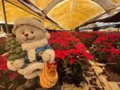 De la leyenda a la economía que generan las flores de nochebuena