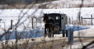 Runaway horse, buggy stopped thanks to quick