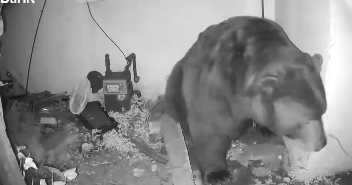 Altadena resident stunned by bear living under home: ‘It roared from underneath the house’