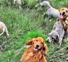 Desalojan refugio de animales en Cuajimalpa tras resolución por litigio inmobiliario