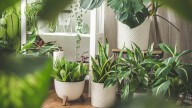 22 Large Houseplants That Dramatically Fill Empty Spaces In Your Home