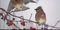 Vermont expects unusual influx of winter birds this year