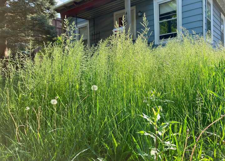 New Ann Arbor law allowing tall grass poses fire and pest risks, mayor pro tem says